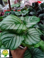 Calathea Orbifolia with FREE plastic pot, pebbles and garden soil (Rare Indoor Plant and 3 Stocks Only)