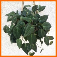 ◇ ☢ Philodendron Micans   (ESTABLISHED)/ LIVE PLANTS/ HEALTHY PLANTS/ THE GARDENER'S CHOICE