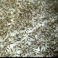 PUNg. Ikan Cere / Guppy Sungai Sawah Pakan Ikan Predator Kualitas Top