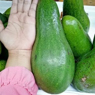 Terlaris Bibit buah Pohon Alpukat Aligator Jumbo