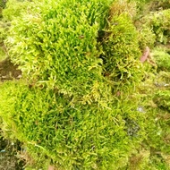 500 grams sphagnum Moss (dry) Dried moss