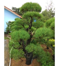 Bibit Bonsai Cemara Udang Rimbun / Casuarina Equisetifolia Unggulan