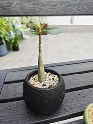 BB沙漠玫瑰盆栽植物