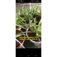pokok rumput siti khadijah /rumput beijing