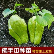 現貨  特價 小欣百貨  發芽佛手瓜種子種籽苗秧帶芽扶手瓜龍須菜孑子秧苗瓜苗種瓜帶土