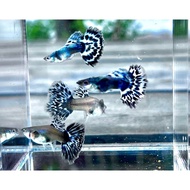 Mix Red Blue Ivory Halfmoon Big Dorsal Guppy Fish Breeding Pair