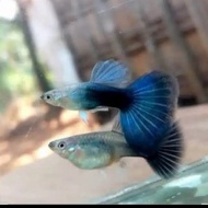 ikan guppy hb blue (pair)