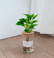 植栽 室內盆栽 黃金葛 水耕植物