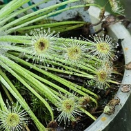 Drosera Broomensis