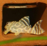 L333 Albino Goldline Pleco/Pleco/Import Pleco