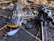 LURE CASTING HAMPALA MINNOW GLUESTICK KILLER