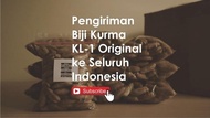 Biji Kurma Thailand Bersertifikat Tersedia Juga Benih Bibit Kurma