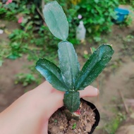 crab cactus/schlumbergera cactus/Christmas cactus different colors