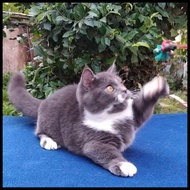 Kucing Munchkin British Shorthair / Kucing Kaki Cebol Bsh Kualitas