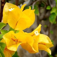 bougainvillea cuttings assorted colors
