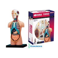 4D MASTER STEM Human Torso Anatomy Detachable Model for Science, MBBS, University