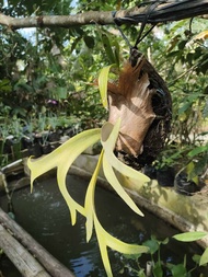 KADAKA UNCAL ASLI% SIAP TANAM