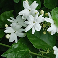 Anak Pokok Bunga Jasmin Katik
