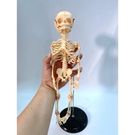 Fetal fetus Skeleton educational Model Baby Skull Skeleton Anatomy model