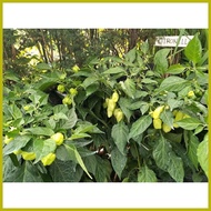 ☋ ☇ ❏ Habanero Plant Habanero Chili