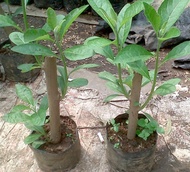 bibit pohon Afrika stek batang pohon Afrika