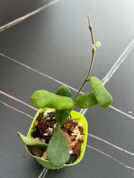 Hoya rotundiflora 小方葉毬蘭 / 四角毬蘭