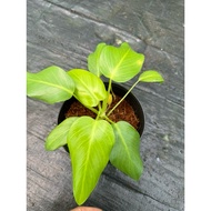 Healthy and beautiful Giganium Soft Pot C6 pot