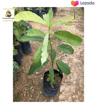 Pokok Avokado / Avocado (Pokok Buah Hidup / Buah-buahan / Real Live Fruit Tree) - Healthy and Lush L