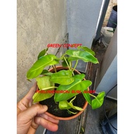 PHILODENDRON BURL MARX IN POT