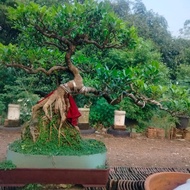 Bonsai kimeng on the rock keren Bagus Bonsai siap kontes