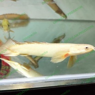 ikan Palmas senegalus slayer