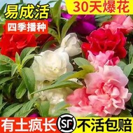 現貨  快速發貨 特價 鳳仙花種子指甲花種籽鮮花種子室內陽臺盆栽四季易種植物鳳仙花苗