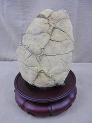 ※※蜜之鄉※※印尼龜甲石-天然原礦石-藝術奇石-3400G-900元(B-203)