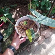 tanaman hias Philodendron Bilietiae Variegata Kabel busi Variegata BVD