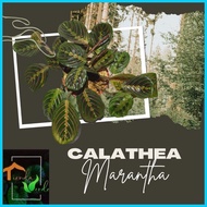 ● ◩ ∆ Calathea Red Marantha Live Plants