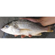 Ikan Gegerut / Jenahak Putih (Longhead Grunt / White Snapper)