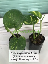 กิ่งต้นพลูด่างยักษ์ 2 ต้น (Epipremnum aureum) ไม้ฟอกอากาศ ความสูง 20 ซม ในถุงชำ 2 นิ้ว