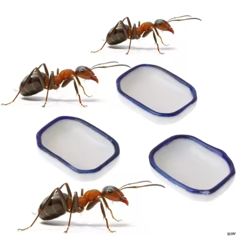 Ant Farm Feeding Plate Insect Food Water Bowl for Ant Anthill Feeding Container Tool Ant House Food