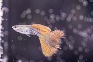『郭郭魚』 銀河紅蕾絲孔雀魚 純品系 對魚