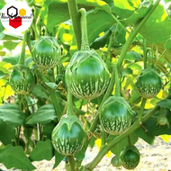 Thai Eggplant Seeds - (100seeds) Vegetable Seeds