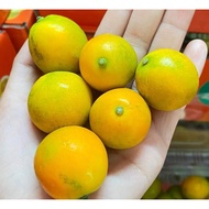 Taiwanese Sweet Kumquat Tree (Kumquat)