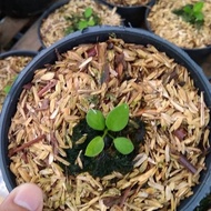 terbaru tanaman hias anturium warocqianum / anturium lidah gajah /