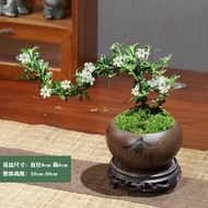 双盟文竹盆栽矮化老桩盆景办公室内绿植物富贵竹好养文竹源头直发包邮 悬崖六月雪+舍得盆+苔藓+底座