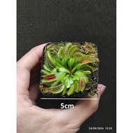 [ Code G16 ] Venus flytrap G16 pot