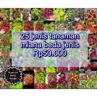 Tanaman Hias Murah 25 Jenis Miana Langka Bunga Miana Premium KBL1441