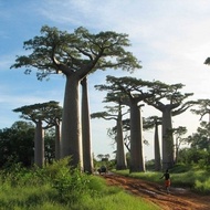 10pcs Baobab Seeds Garden Plants Tree Seeds for Garden Home