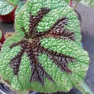Iron Armored Iron Cross Begonia Flower Emperor Miao Foliage Indoor Potted Green Plant Years Old High