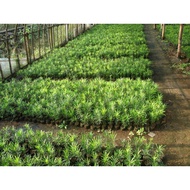G5069 1粒 罗汉松种子 Podocarpus Seeds 真柏黑松松柏 文竹贵妃,日本,雀舌,大叶,珍珠,红芽,台湾,海南,金钻,小叶,兰屿罗汉松种子