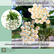 โฮย่า คาลูโนซ่า Hoya lacunosa white &amp; Yellow สีเหลือง แรว์ หายาก กลิ่นหอมแรง ออกดอกทั้งปี