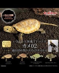 老夆玩具【六月預購】代理版 BANDAI 萬代 盒玩 生物大圖鑑 進階版 烏龜02 附支架 全四種